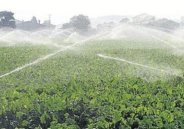 Riego por aspersión en una parcela de remolacha azucarera.