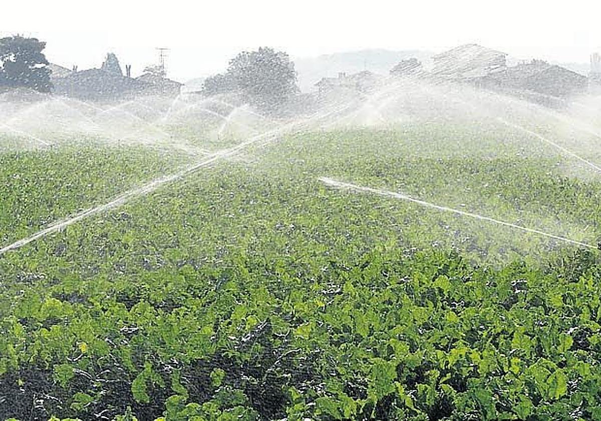 Riego por aspersión en una parcela de remolacha azucarera.