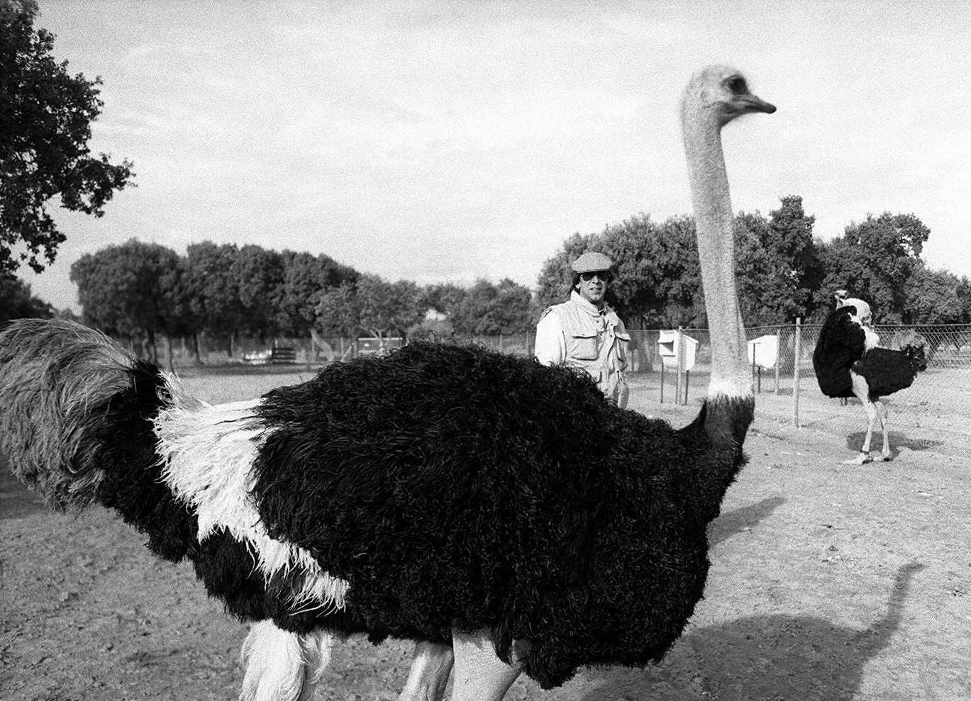Avestruces en una finca de Castronuño. Enero de 1997.
