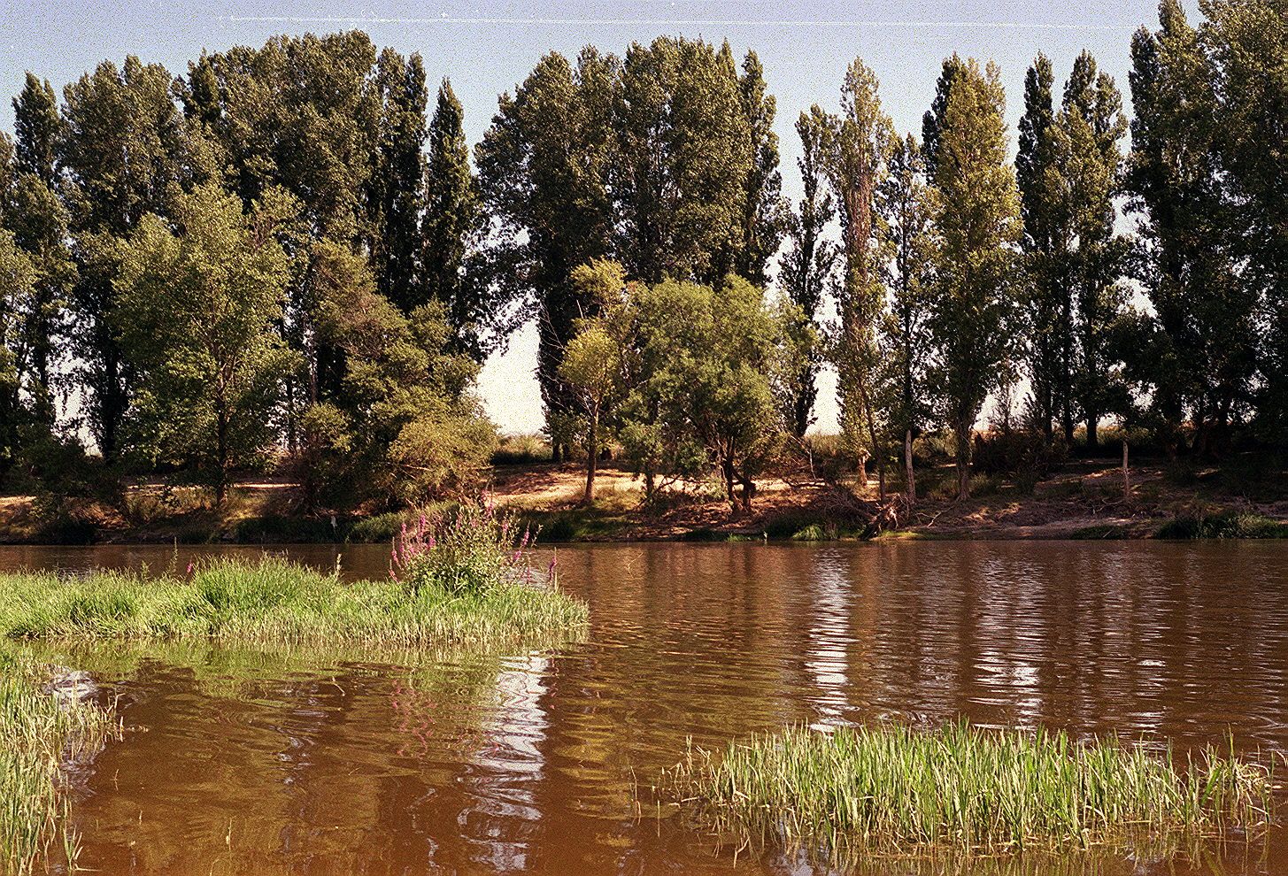 Vista de la reserva natural Riberas de Castronuño desde la playa del embalse de San Miguel. 2 de septiembre de 2001.