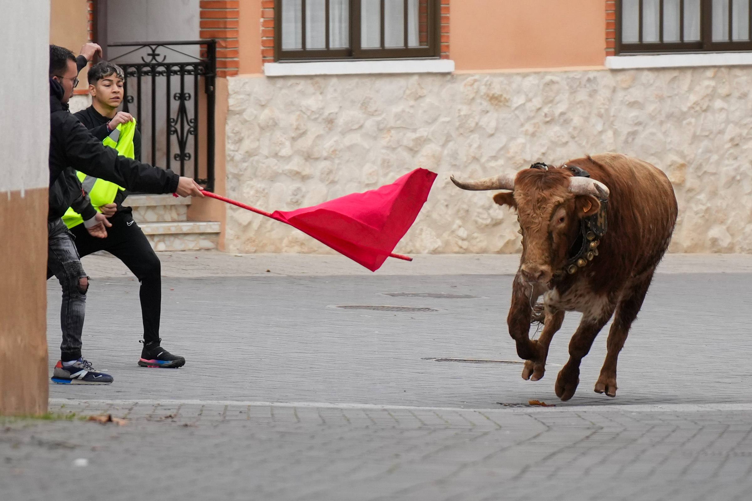 El encierro de este domingo en Traspinedo, en imágenes