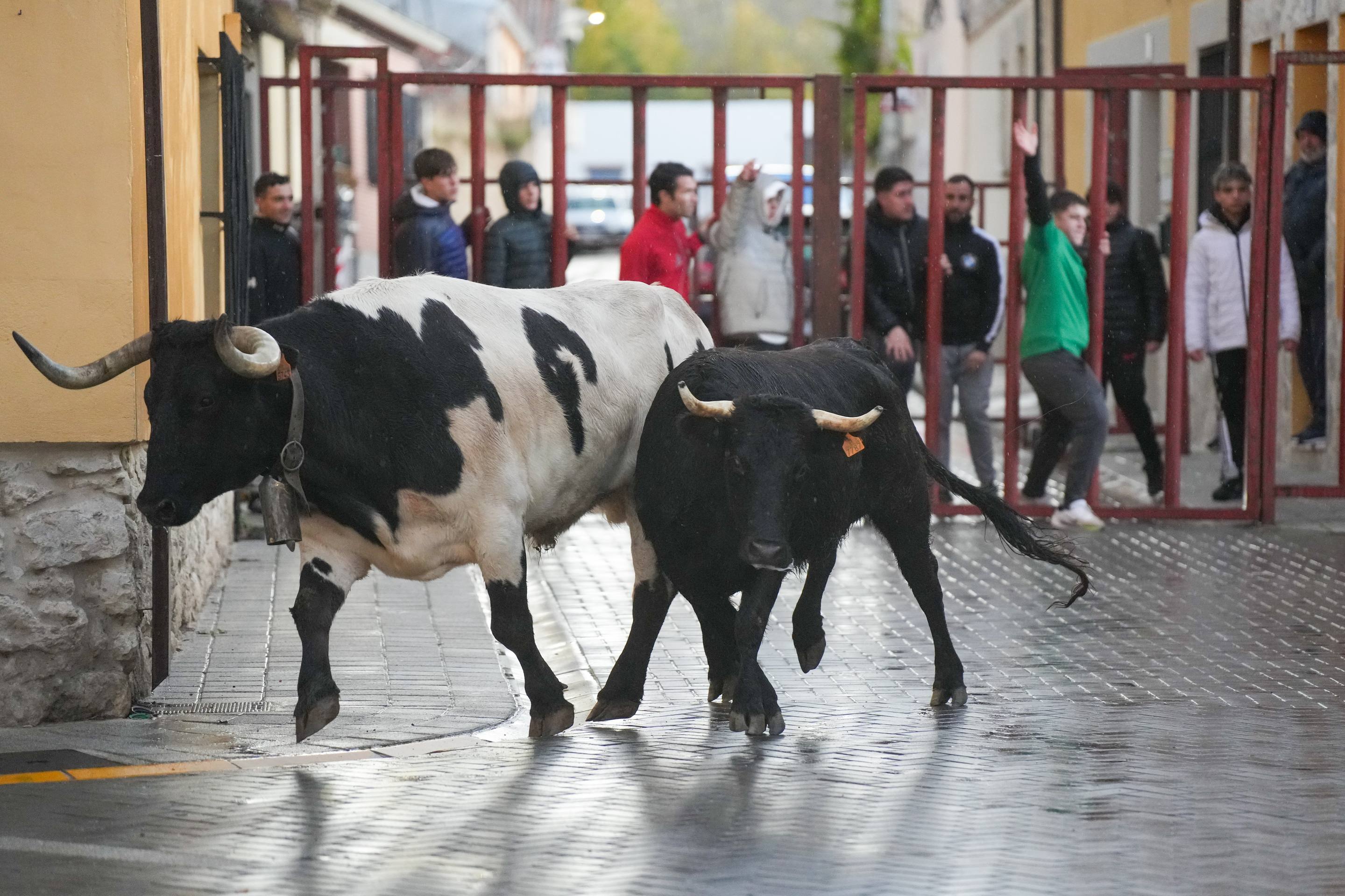 El encierro de este domingo en Traspinedo, en imágenes