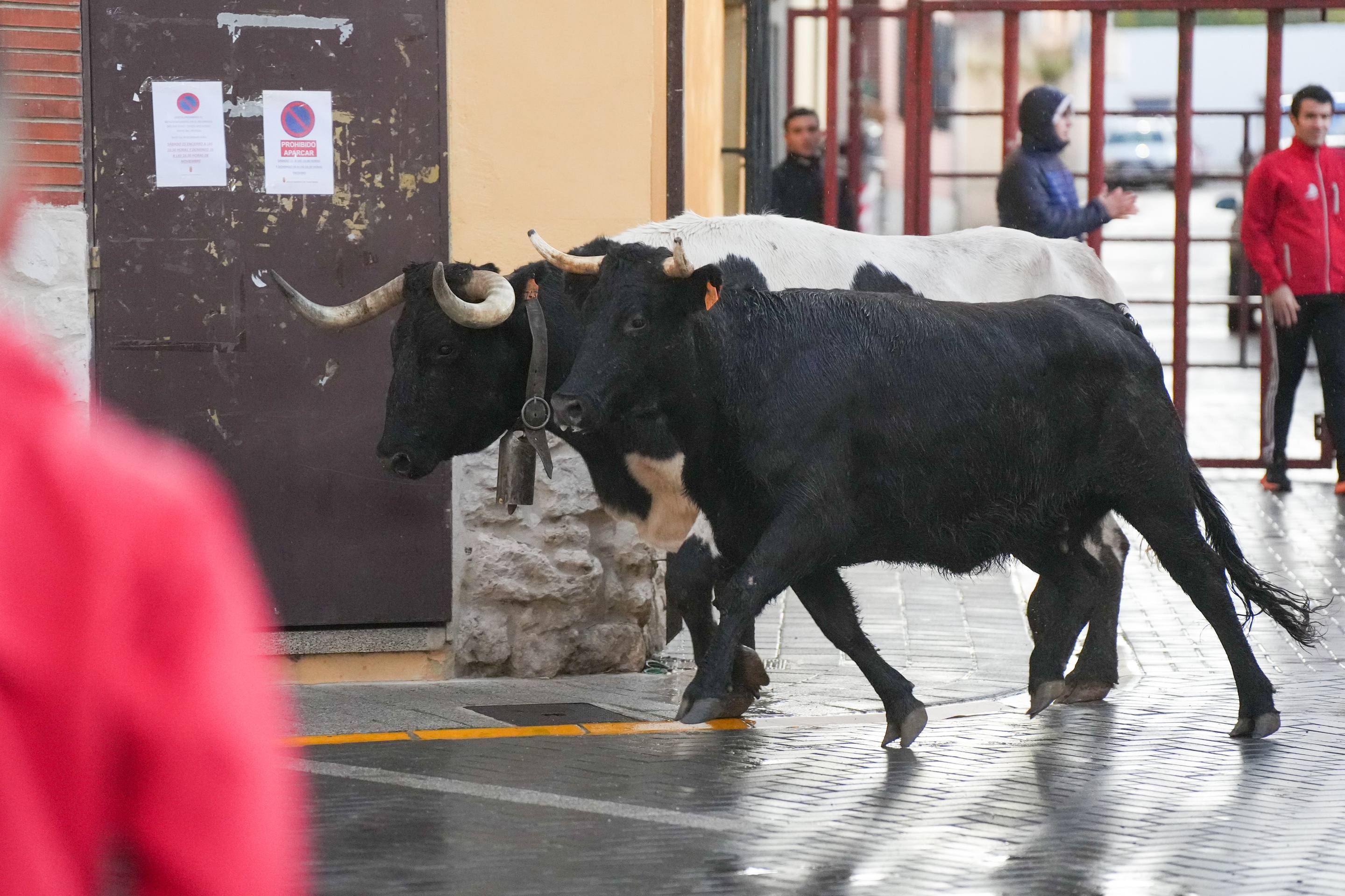 El encierro de este domingo en Traspinedo, en imágenes