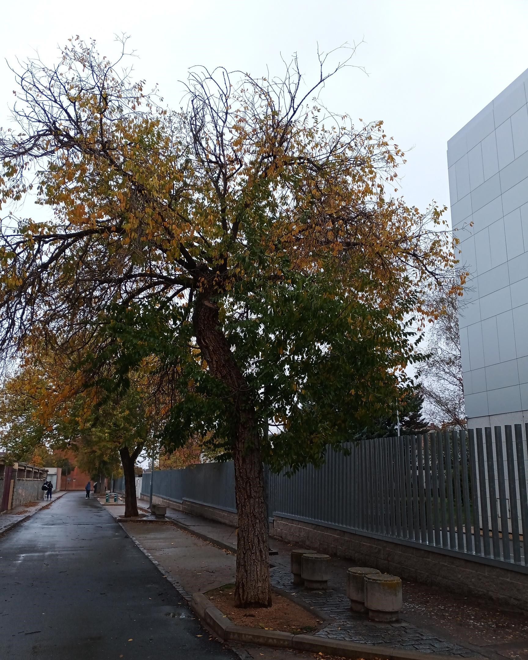 Árboles que serán sustituidos en el barrio de La Albuera.