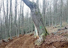 Ecologistas denuncia que la Junta no ha sancionado la destrucción del hábitat del oso pardo