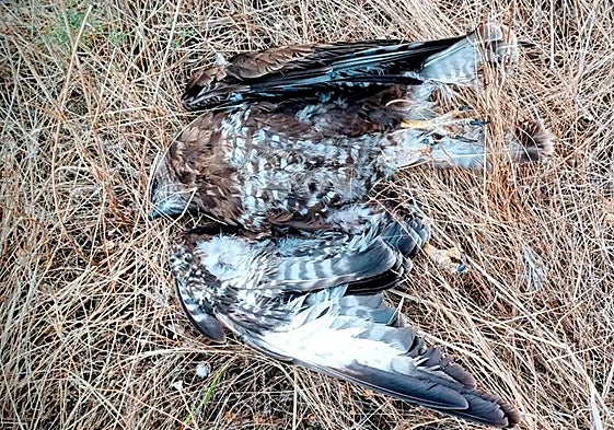 Busardo ratonero encontrado muerto en Lastras del Pozo.