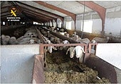 Cuatro investigados por lesionar a ovejas de una granja en las extremidades y ubres