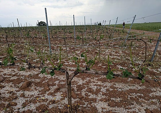 Granizo en un viñedo de la Ribera del Duero.