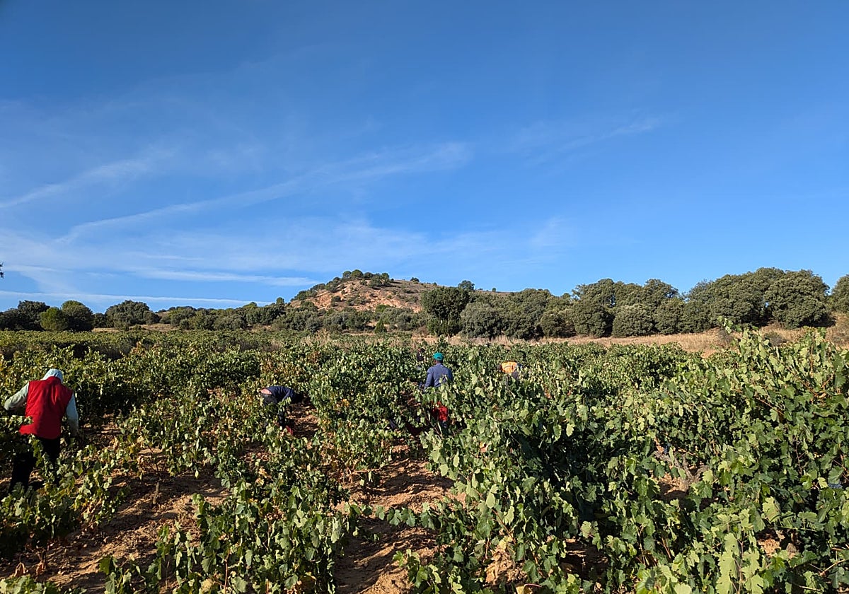 Las denominaciones de origen de vino valoran las mejoras que plantea Europa para el sector