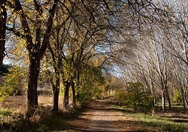 Paseo de la Ruta Turística 'De Jeromín a Juan de Austria' a la altura de La Santa Espina.