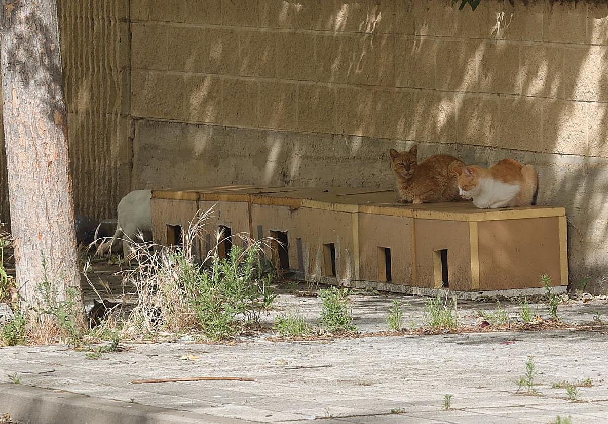 Colonia de gatos en la zona del colegio de las Angélicas.
