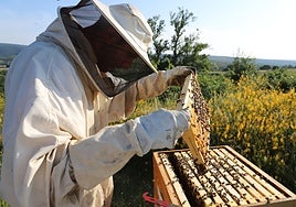 Un apicultor realizando sus labores con las colmenas en la localidad burgalesa de Rábanos.