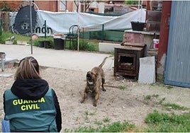 Una agente de la Guardia Civil con uno de los perros.