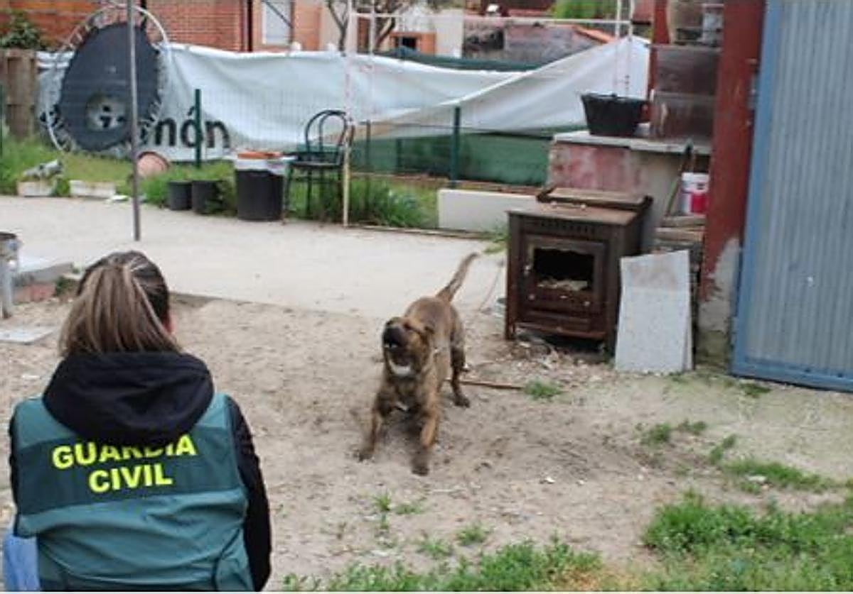 Una agente de la Guardia Civil con uno de los perros.