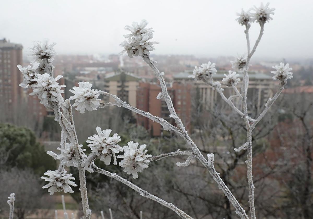 Imagen de archivo de una cencellada.