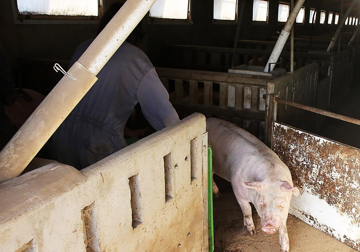 Granja de cerdos en la localidad de Hontalbilla.