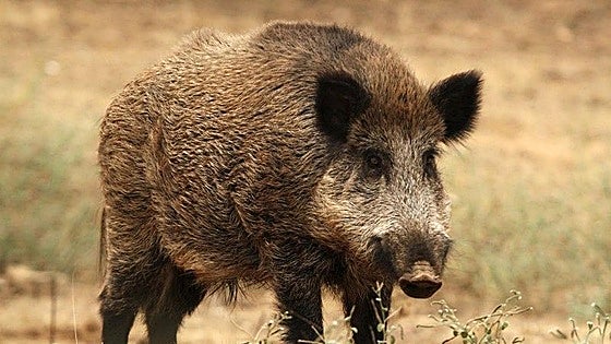 Castilla y León intensificará la caza del jabalí para proteger las zonas de granja ante la peste porcina africana