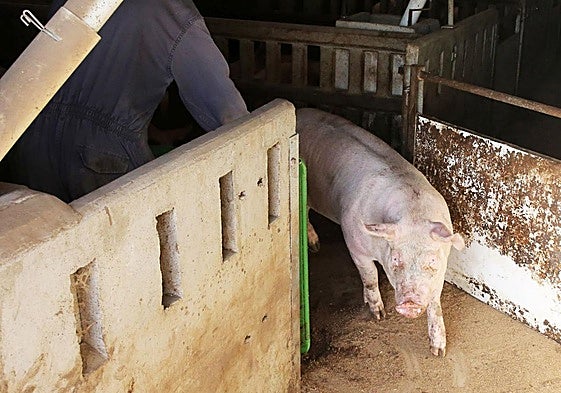Un cerdo en una granja de la provincia de Segovia.