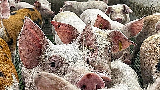 Castilla y León pide al Gobierno una conferencia sectorial para abordar la peste porcina