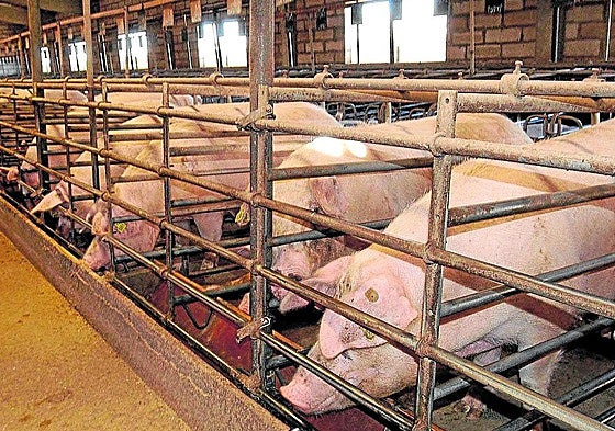 Explotación ganadera de porcino en la provincia de Segovia.