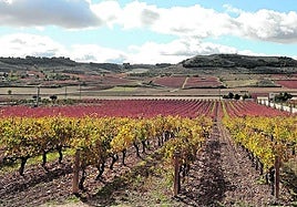Viñedo de la ribera de Duero.
