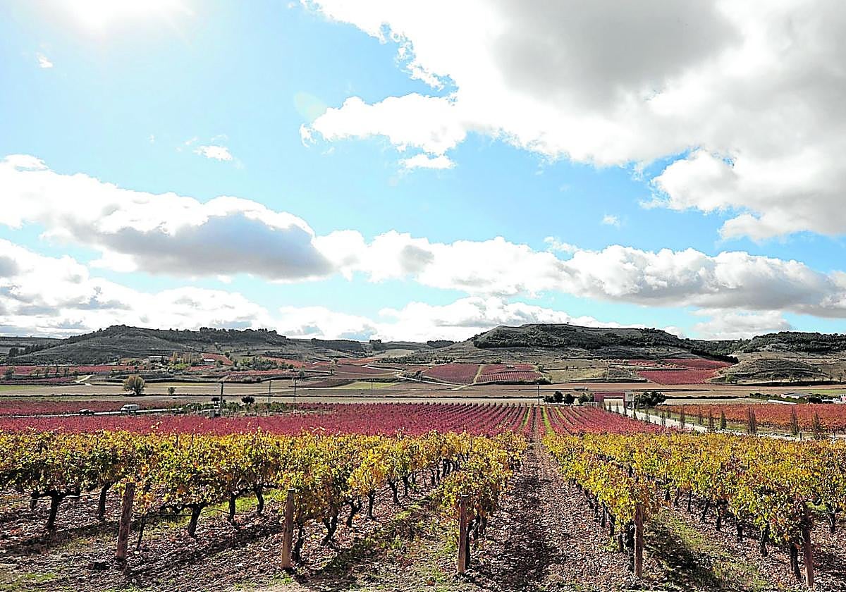 Viñedo de la ribera de Duero.