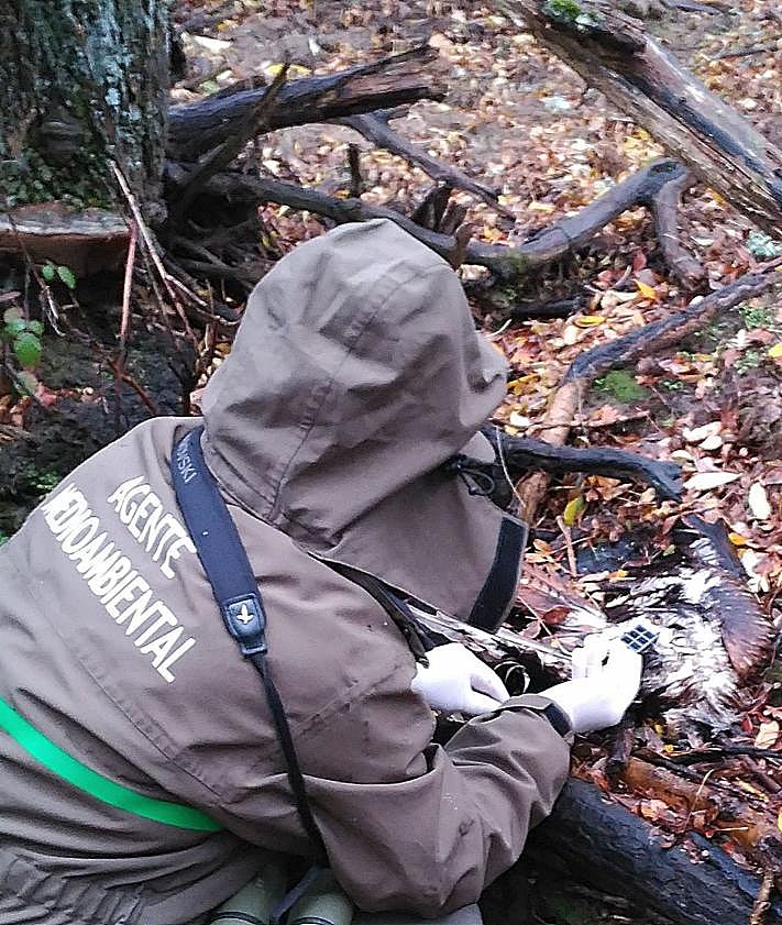 Imagen secundaria 2 - Arriba, agentes limpian y amplían un nido de alimoche; abajo, protesta del colectivo en una reciente visita de Mañueco a Segovia, y a la derecha, recogida de un cadáver de milano real. 