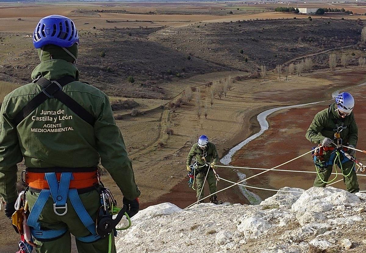 Imagen principal - Arriba, agentes limpian y amplían un nido de alimoche; abajo, protesta del colectivo en una reciente visita de Mañueco a Segovia, y a la derecha, recogida de un cadáver de milano real. 