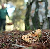 Imagen de archivo de setas en un pinar de Valladolid.