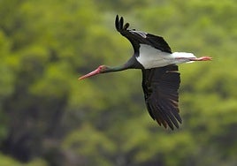 Un ejemplar de cigüeña negra, en una imagen de archivo.