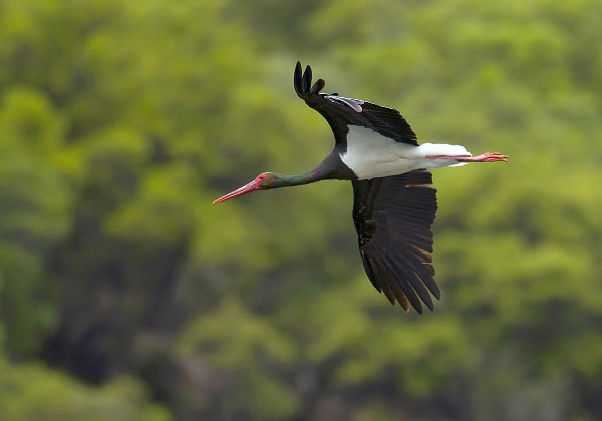 Un ejemplar de cigüeña negra, en una imagen de archivo.