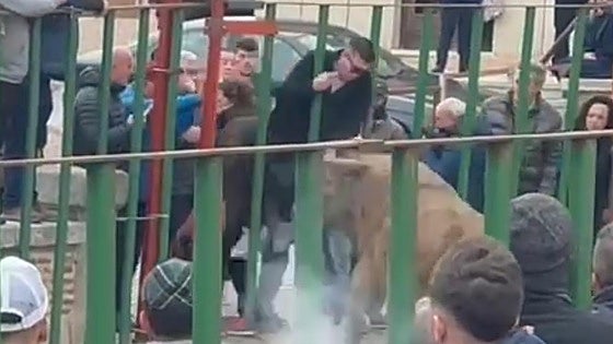 Momento en el que el varón es alcanzado por el animal.