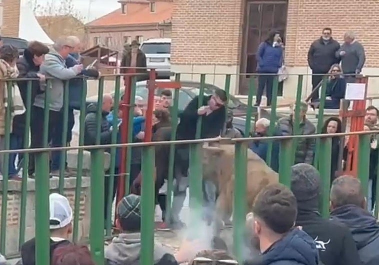 Momento en el que el varón es alcanzado por el animal.