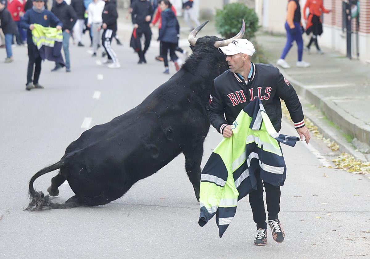 Un corredor realiza un quiebro a uno de los toros en una calle de Pollos.