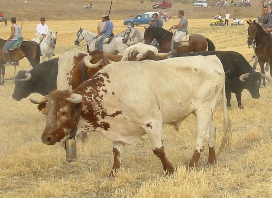 Encierro campero en septiembre de 2004.