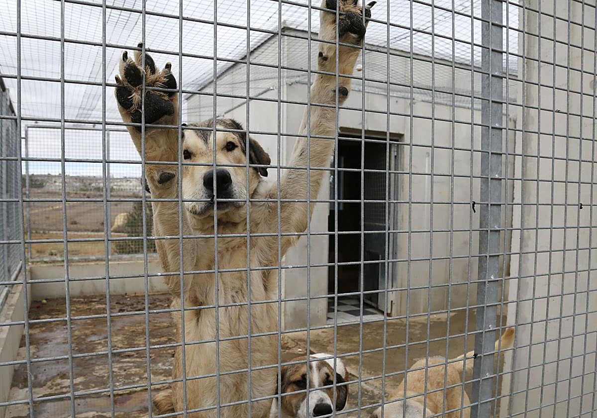 Un mastín posa sus patas sobre las rejas de la protectora.