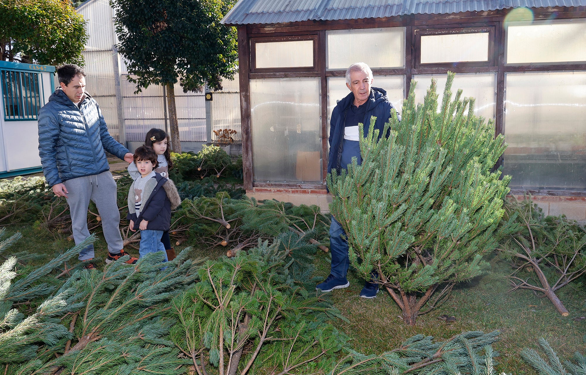 Vuelve el tradicional mercado de abetos de Palencia