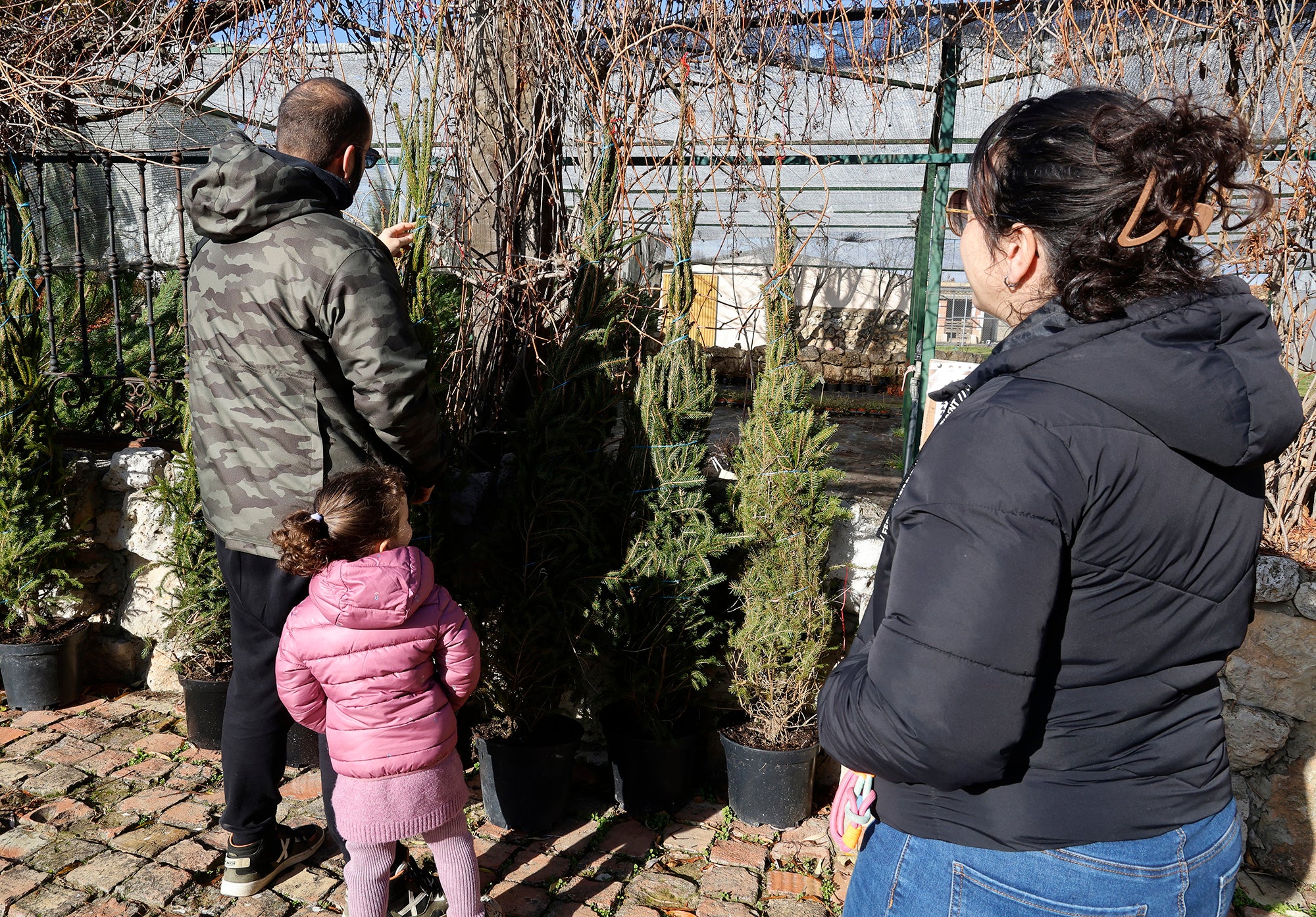 Vuelve el tradicional mercado de abetos de Palencia