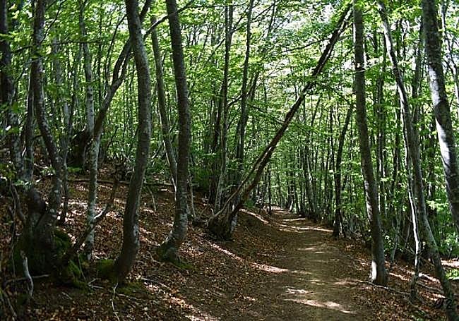 Paseo entre hayedos.