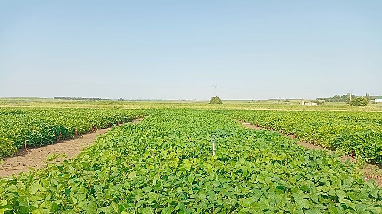 La soja se presenta como alternativa en regadío gracias a las bebidas vegetales