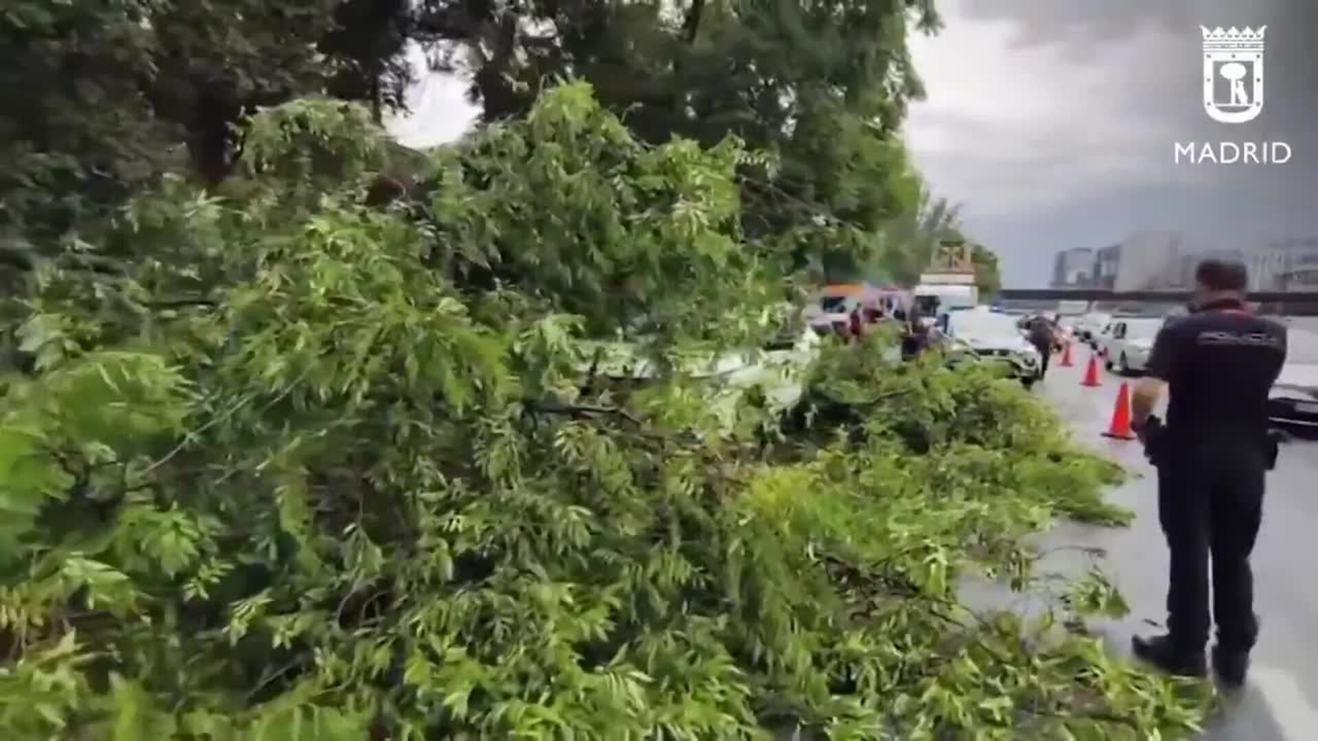 Un árbol cae sobre un coche que circulaba por la M-30 en el distrito de Salamanca (Madrid)