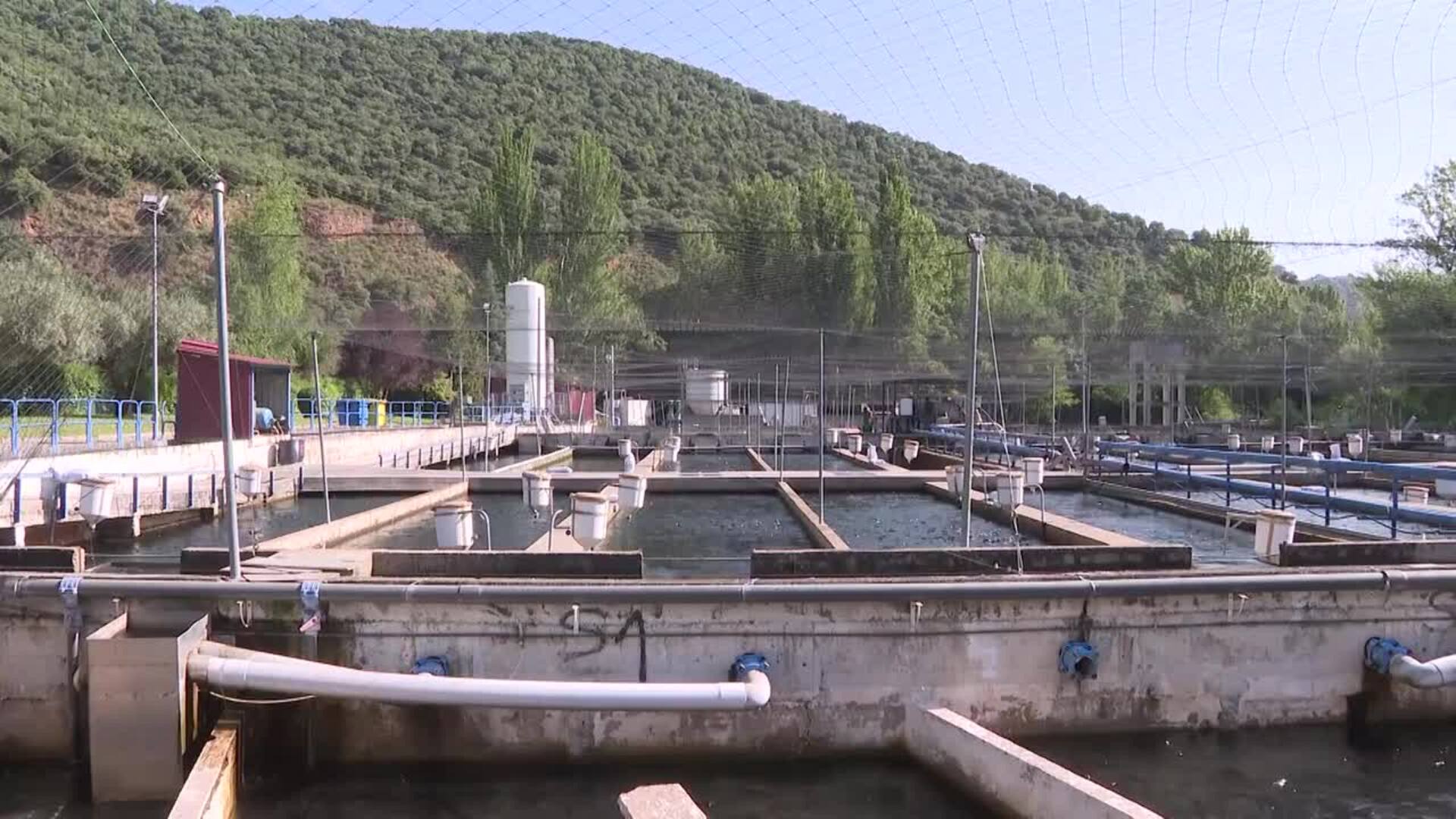 España es el primer productor acuícola de la Unión Europea con más de 268 mil toneladas anuales