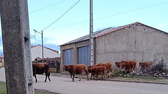 Las vacas que ocupan las calles atemorizan a los vecinos de un pueblo de Zamora