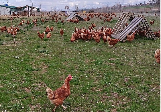 Los productores lamentan que el encierro de aves por gripe aviar se haya prolongado «demasiado»