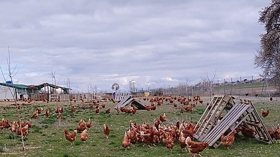 Se levanta el confinamiento de aves en los 250 municipios situados en zonas de riesgo