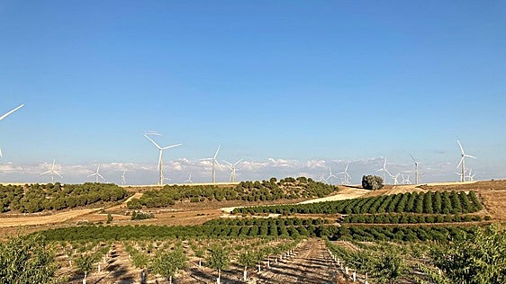 La superficie de frutos secos de la región se multiplica por cuatro en una década