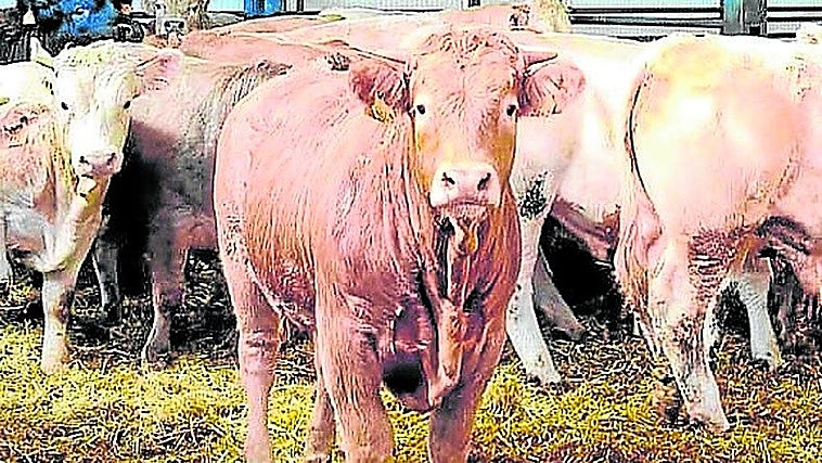 El precio del vacuno acumula semanas de bajada por el freno de las exportaciones