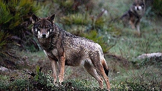 Asaja Segovia denuncia la situación «insostenible» del lobo en la provincia