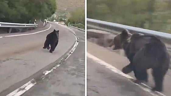 La regañina de la Junta al conductor que grabó a un oso por una carretera de León