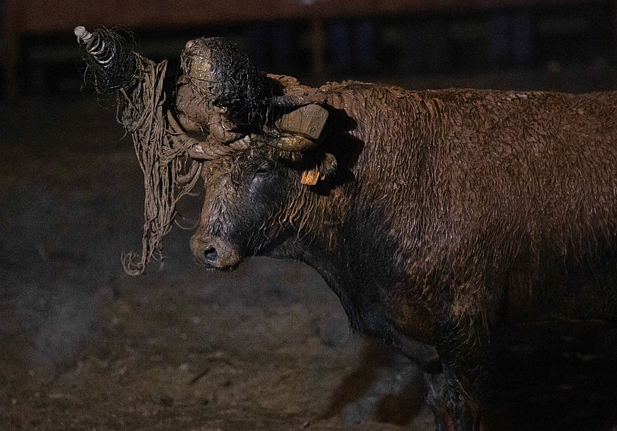 Pacma recurre la declaración del Toro Jubilo de Medinaceli como Bien de Interés Cultural